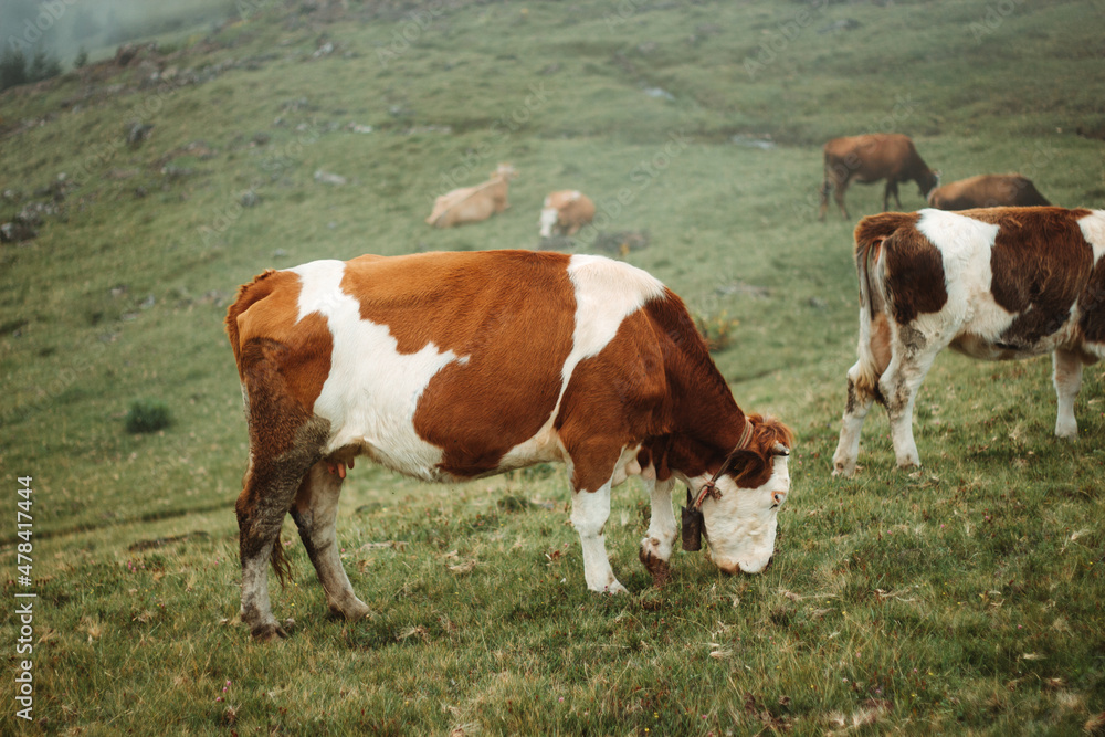 Cow standing grazing in a green field, foggy weather, other cows in background. Side view