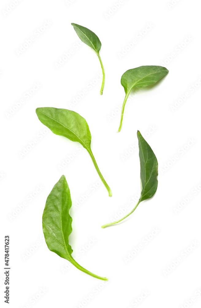 Pepper leaves on white background Pepper leaves on white background