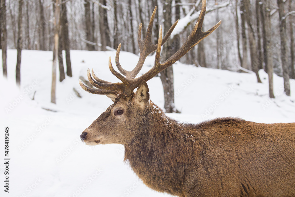 The elk (Cervus canadensis), also known as the wapiti in winter The elk (Cervus canadensis), also known as the wapiti in winter