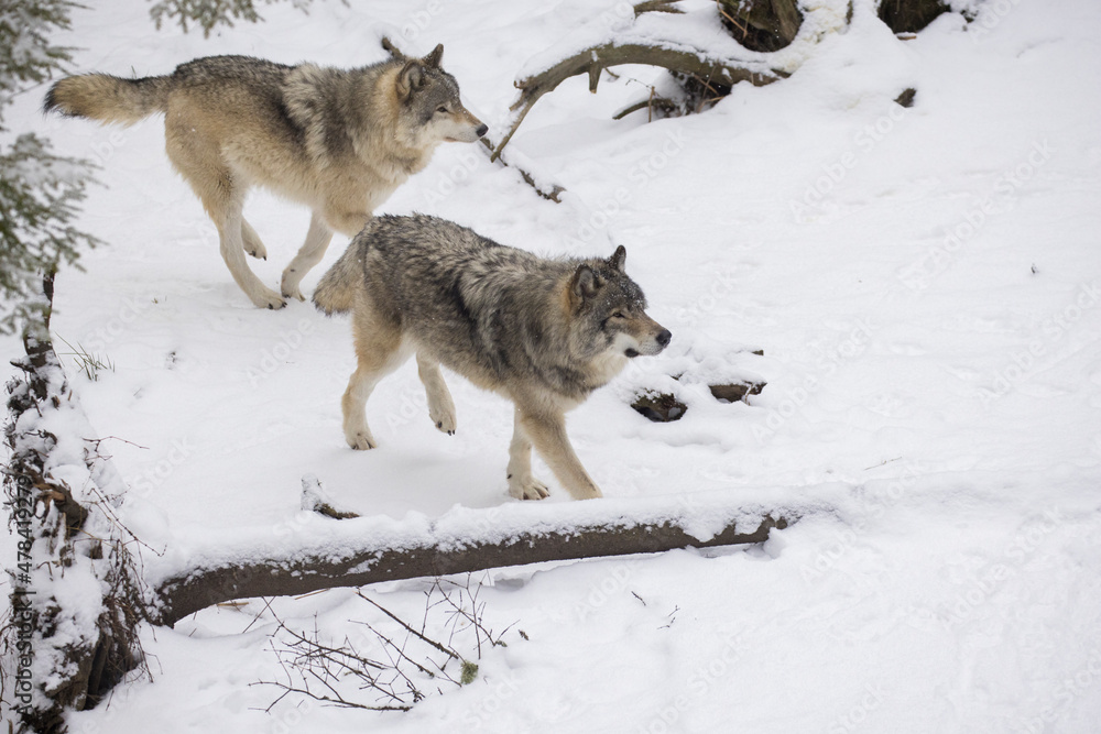 Naklejka premium Tiber wolf in winter
