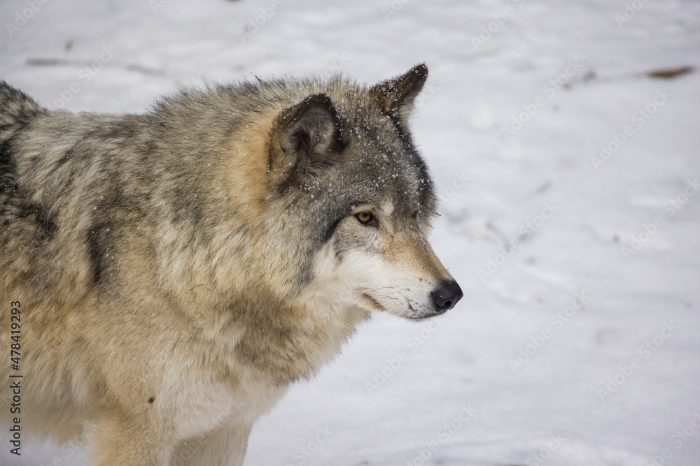Timber wolf portrait in Canadian winter Timber wolf portrait in Canadian winter