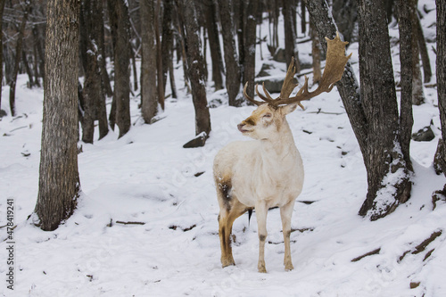  White male European fallow deer also known as the common fallow deer or fallow deer (Dama dama)