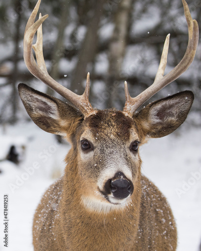 white tailed deer portrait in winter © Mircea Costina