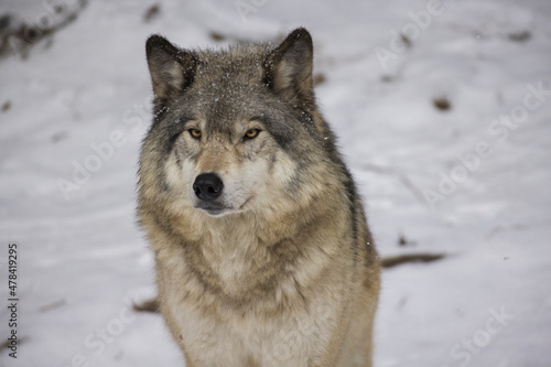Timber wolf portrait in Canadian winter © Mircea Costina