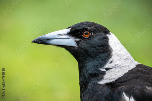 Close up of Australian Magpie