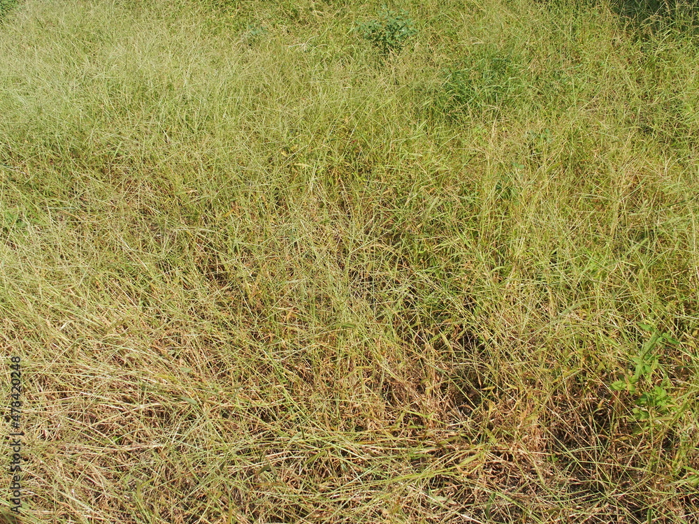 秋のメヒシバ茂る野原 秋のメヒシバ茂る野原