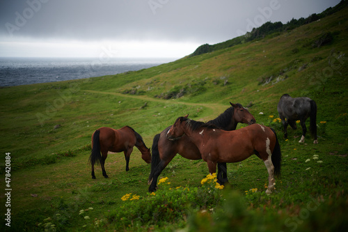 Obraz na plátně Horses at Money Point, Cape Breton Island, Nova Scotia, 2021