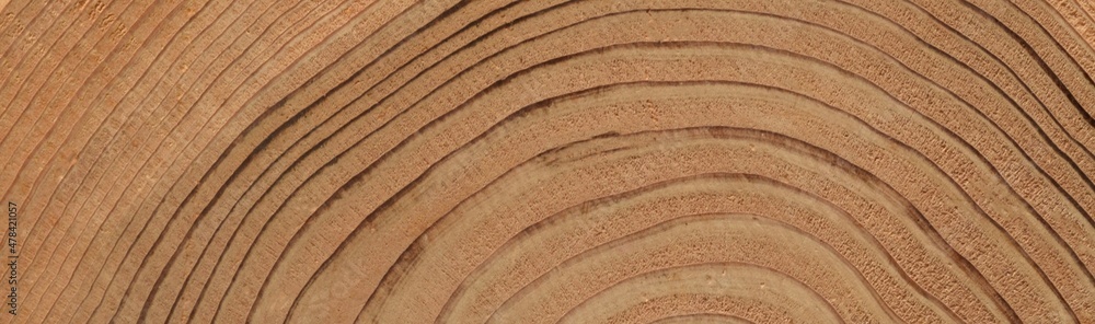木の年輪、木目の壁、背景素材、ヘッダー素材、フレーム素材