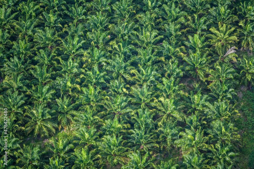 Obraz premium Banana Plantation Quepos Costa Rica