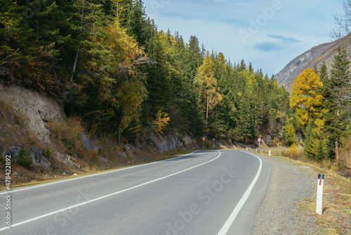 Colorful autumn landscape with larches with yellow branches along mountain highway. Coniferous forest with yellow larch trees along mountain road in autumn colors. Highway in mountains in fall time.