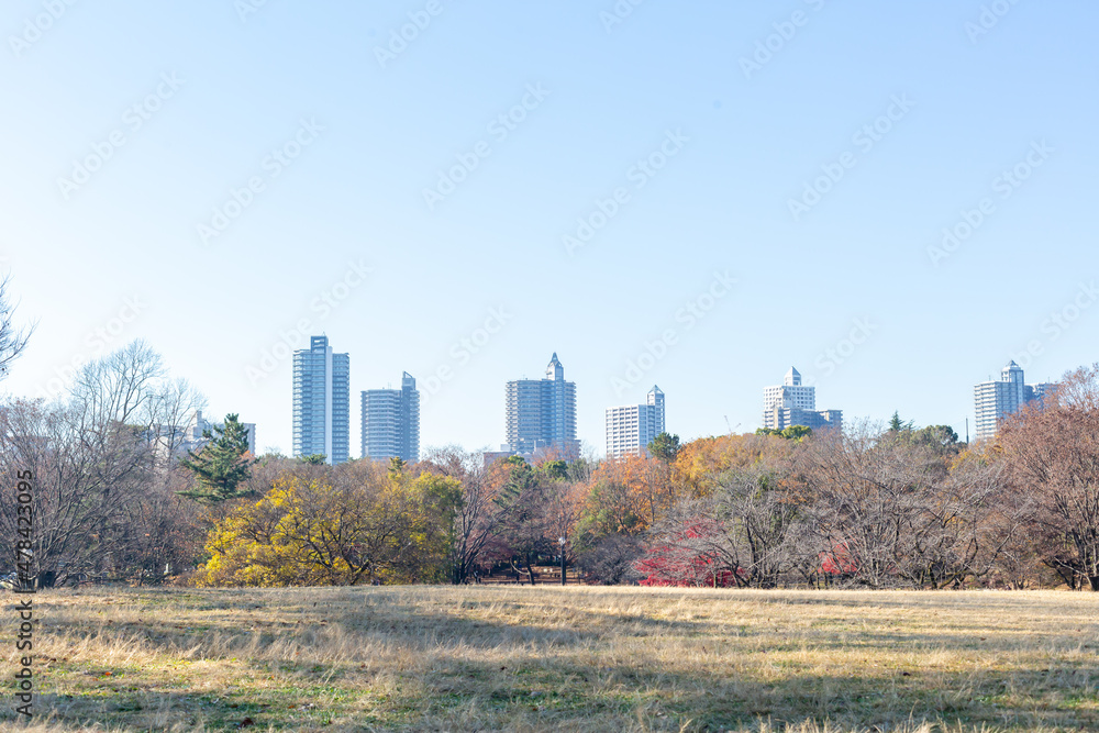 autumn forest, urban cityscape, and clear blue sky in japan