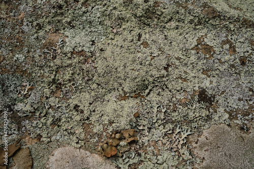 Pale green lichen texture on rock
