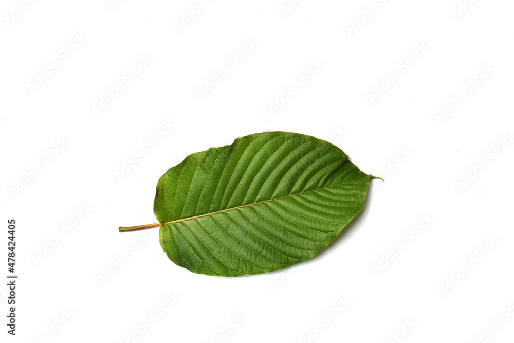 Fototapeta premium Mitragyna speciosa