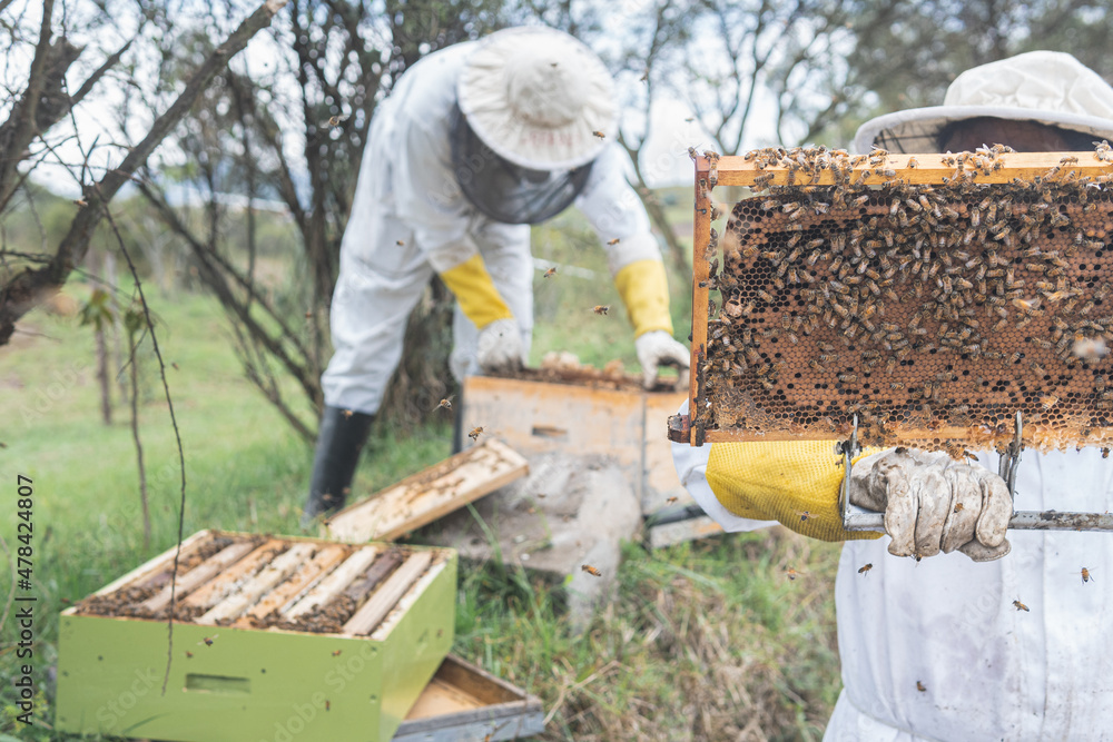 An unrecognizable person checks a honeycomb frame with another worker out of focus in the background An unrecognizable person checks a honeycomb frame with another worker out of focus in the background