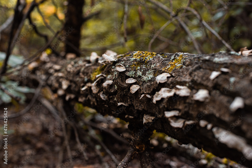 fungi growing on a tree in nature fungi growing on a tree in nature