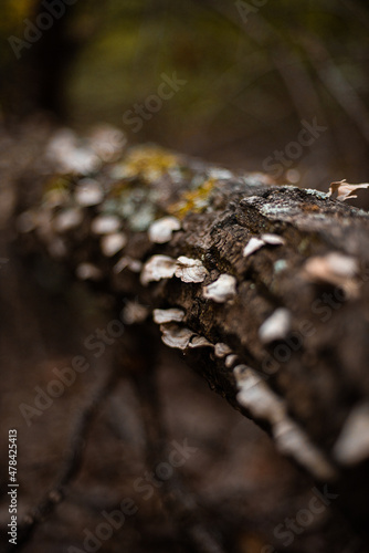 fungi growing on a tree in nature