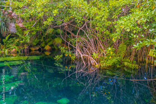 Fototapeta Naklejka Na Ścianę i Meble -  Fullshot of a beautiful clear water cenote in Mexico