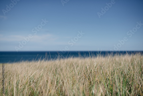 soft wild grass on the beach
