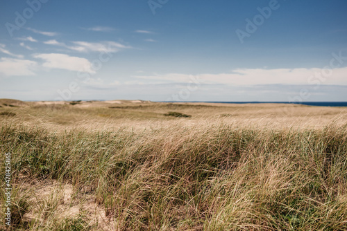 sand dunes and grass