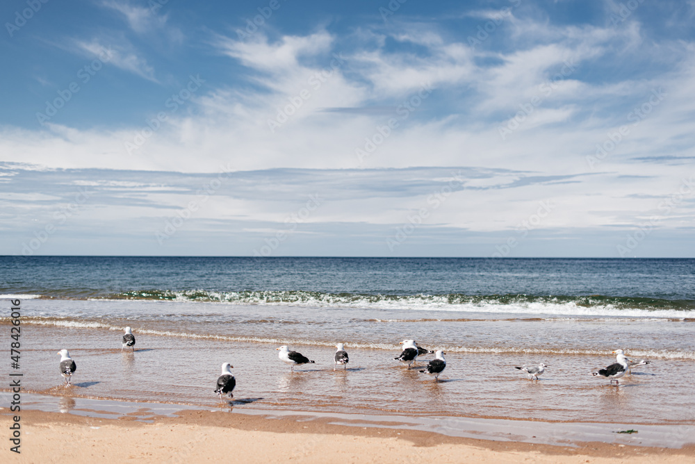 flock of seagulls