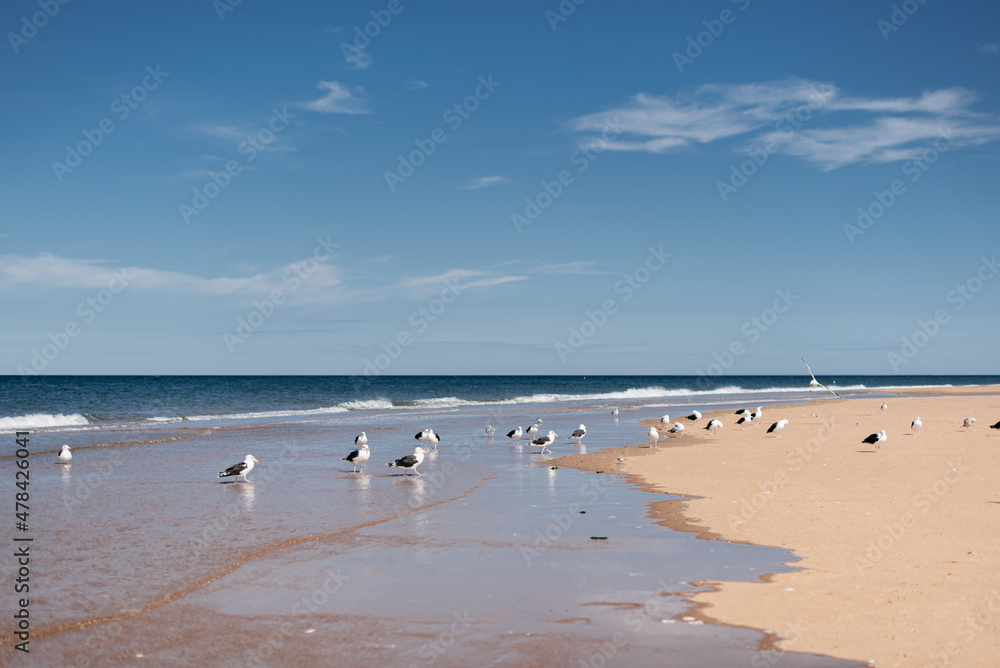 beautiful landscape photo of seagulls on the beach