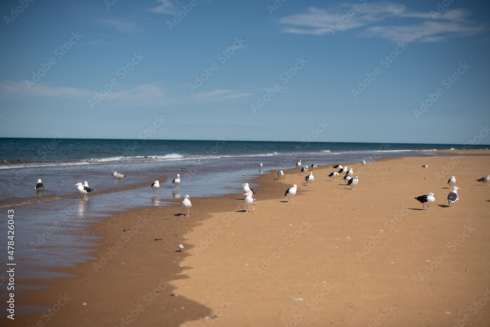 Flock of seagulls walking along the shore on a beautiful sunny day