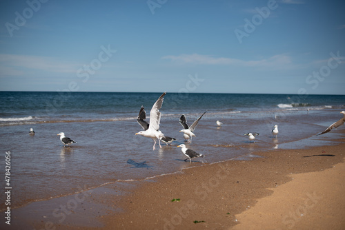 Seagulls on the beach © Leslie Rodriguez
