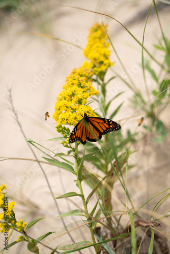 Monarch butterfly with open wings on a goldenrod