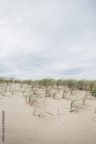 Windy wild grass on a sand dune