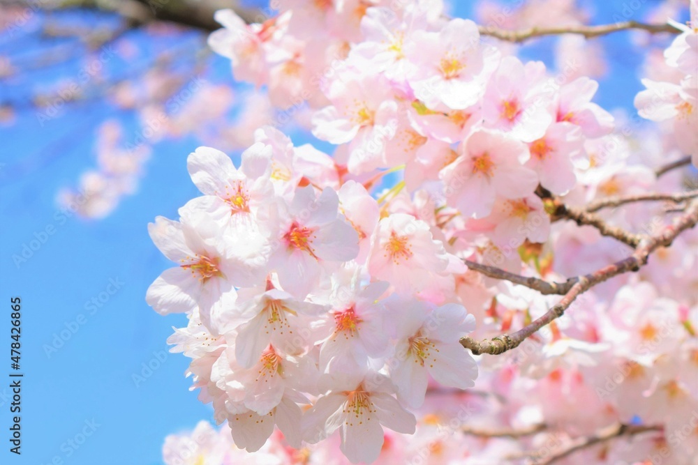 桜と青空、桜の花、クローズアップ