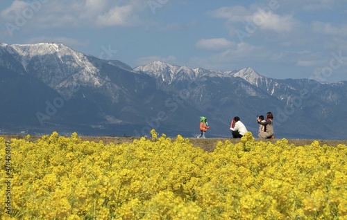 早春の菜の花畑と冠雪の山並み、日本の春の風景、滋賀県守山市