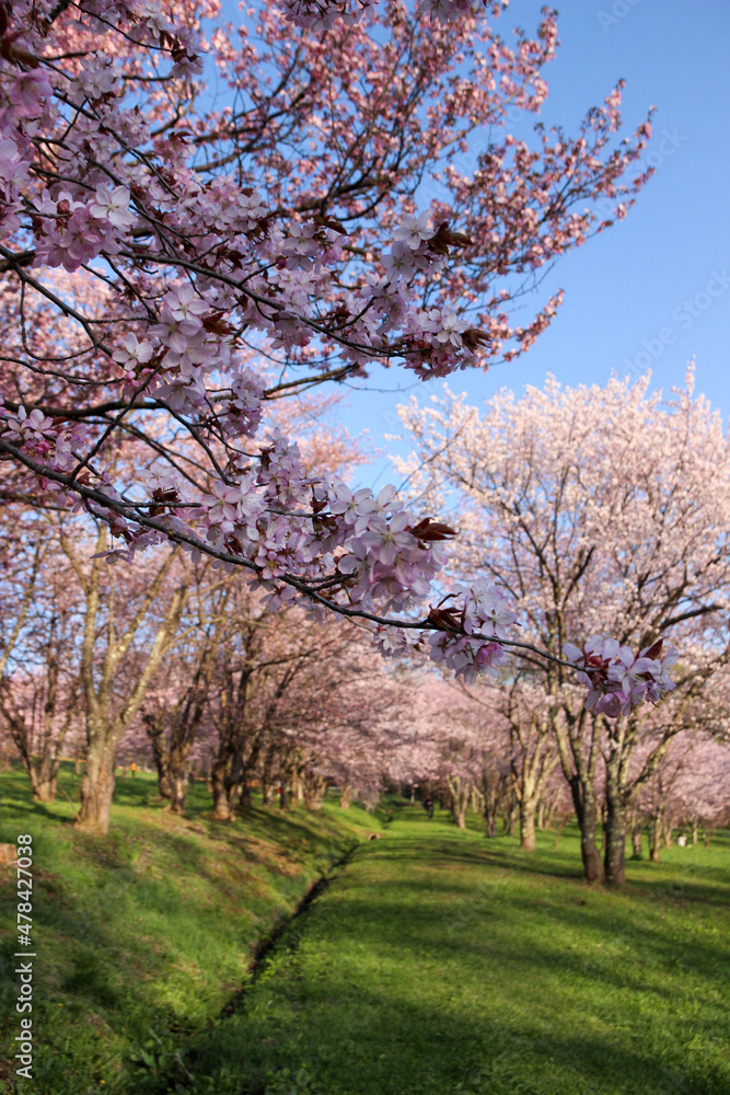 桜が満開の公園
