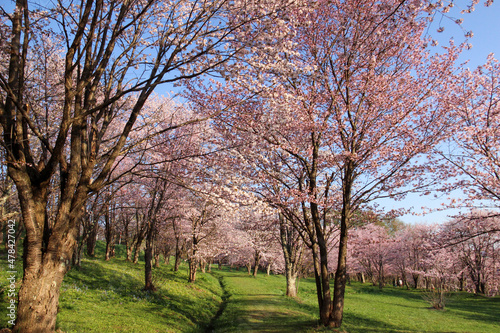 桜が満開の公園
