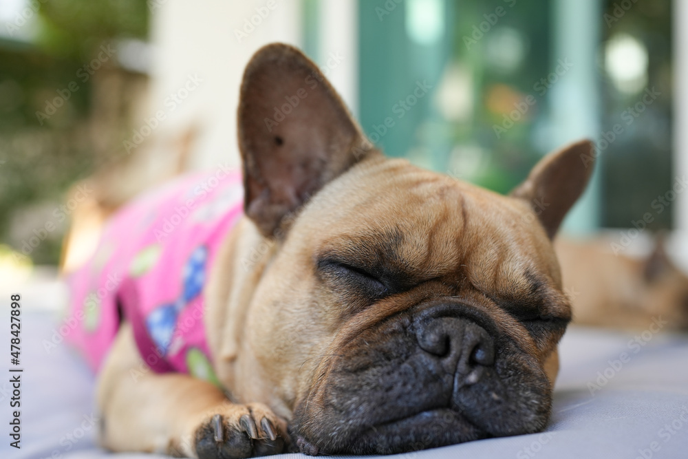 Cute French bulldog lay on pillow outdoor.