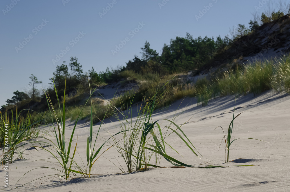 Fototapeta premium SEA COAST - Dunes and beach in the sunshine 
