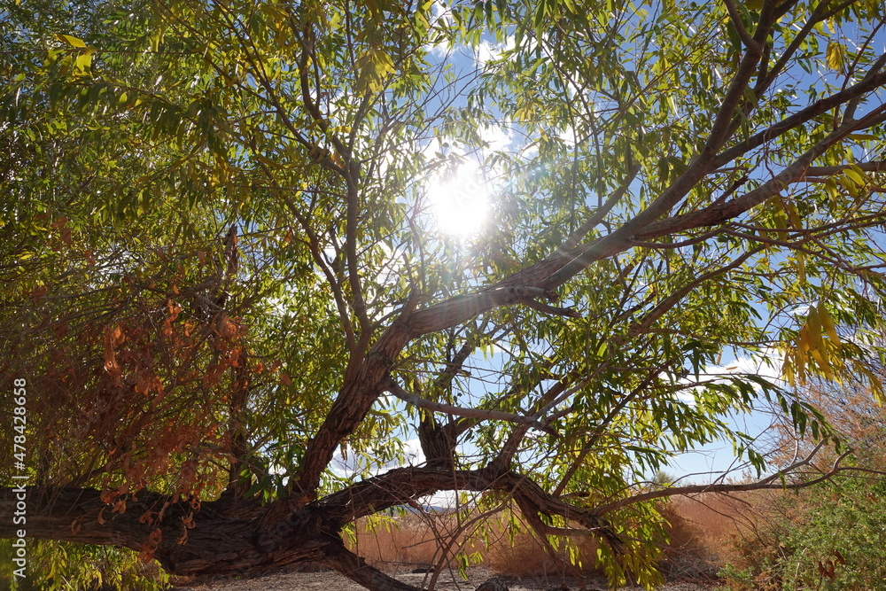 Obraz premium trees in the forest