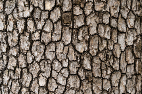 surface of a Persimmon’s  tree trunk