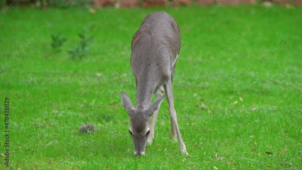 Young Whitetail Doe Deer grazing on green grass field during daytime, close up Young Whitetail Doe Deer grazing on green grass field during daytime, close up