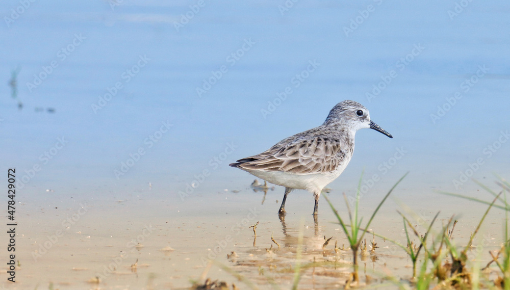 Little stint bird standing in the water. Calidris minuta. Erolia minuta. The little stint, is a very small wader.
Little stint bird standing in the water. Calidris minuta. Erolia minuta. The little stint, is a very small wader.