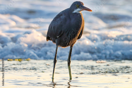 An egret on the beach. Egretta gularis. Western reef heron. Western reef egret. photo