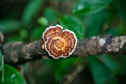 lingzhi mushroom in the forest of Thailand