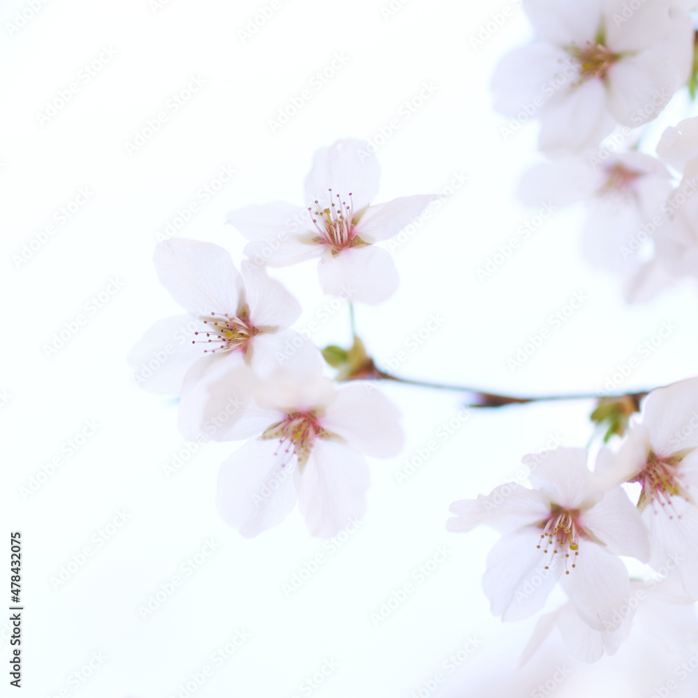 白背景の桜の花の枝先アップ　正方形