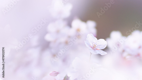 優しい光を浴びて淡くふんわりした桜の花のクローズアップ