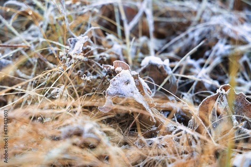 早朝の枯れ葉に降りた冷たい霜