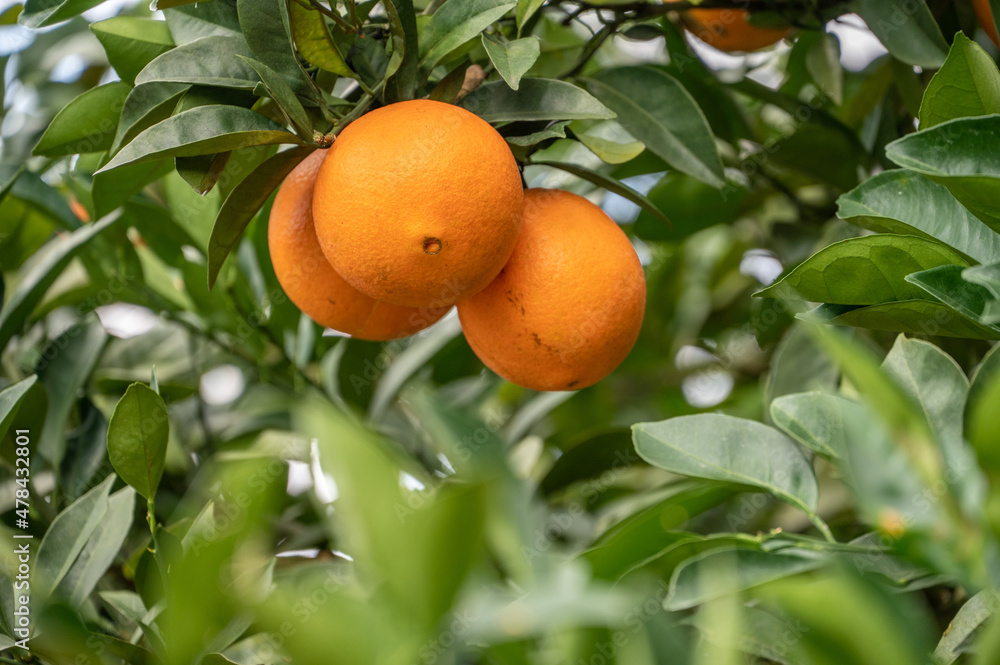 Close up  golden oranges hanging on green branches and leaves