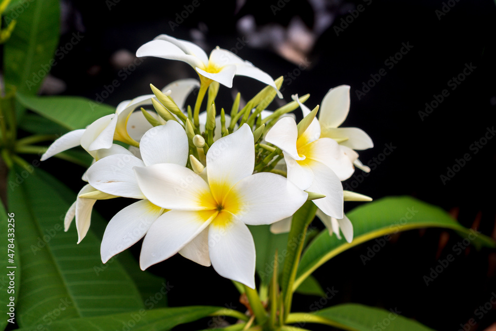 Fototapeta premium Flor Branca
