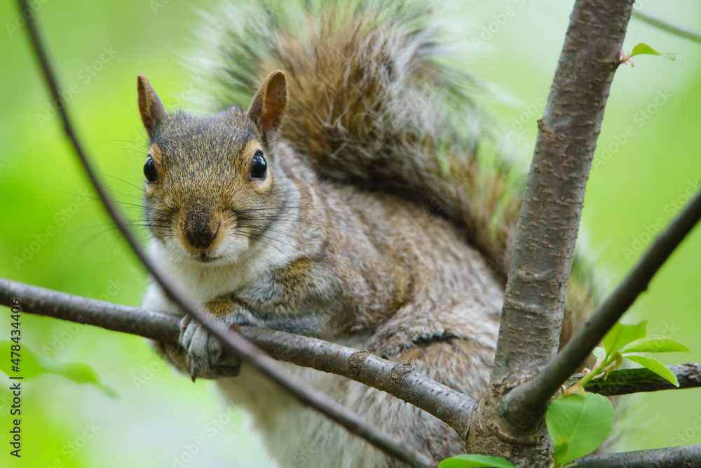 squirrel on a tree squirrel on a tree