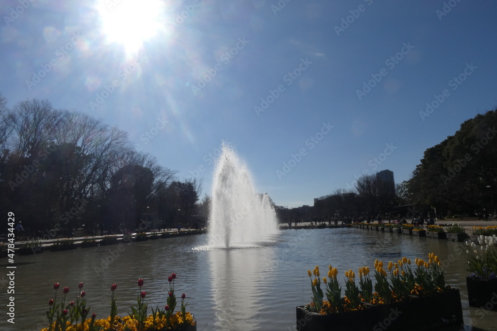 Fototapeta premium Fountain and tulip