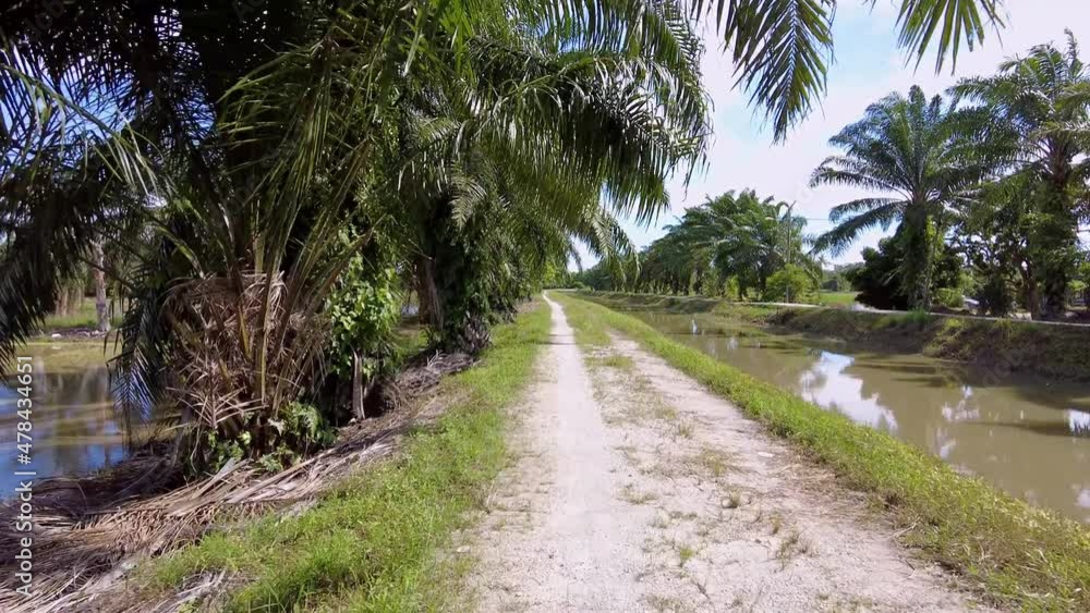 Move at the small road grow with coconut tree Move at the small road grow with coconut tree