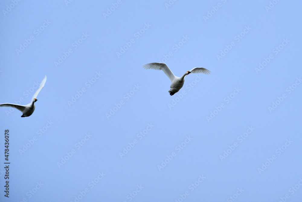 Obraz premium Flock of flying swans, 2021/12/26